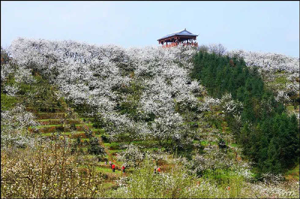 【春天，广西桂林灌阳县向您发出邀请！】我们在灌阳看梨花 - 游山玩水 - 兴安盟生活社区 - 兴安盟28生活网 xam.28life.net