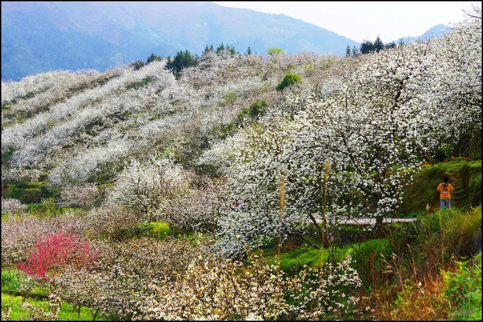 【春天，广西桂林灌阳县向您发出邀请！】我们在灌阳看梨花 - 游山玩水 - 兴安盟生活社区 - 兴安盟28生活网 xam.28life.net