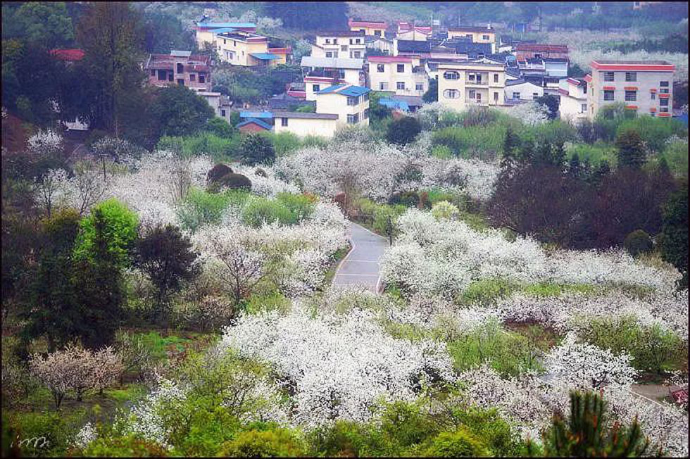 【春天，广西桂林灌阳县向您发出邀请！】我们在灌阳看梨花 - 游山玩水 - 兴安盟生活社区 - 兴安盟28生活网 xam.28life.net