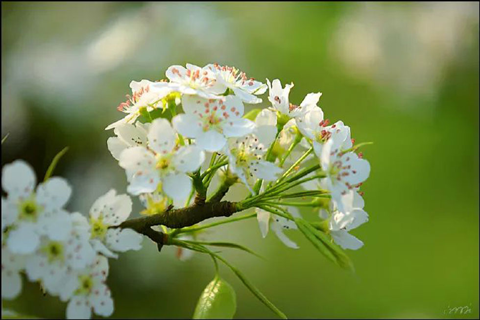 【春天，广西桂林灌阳县向您发出邀请！】我们在灌阳看梨花 - 游山玩水 - 兴安盟生活社区 - 兴安盟28生活网 xam.28life.net