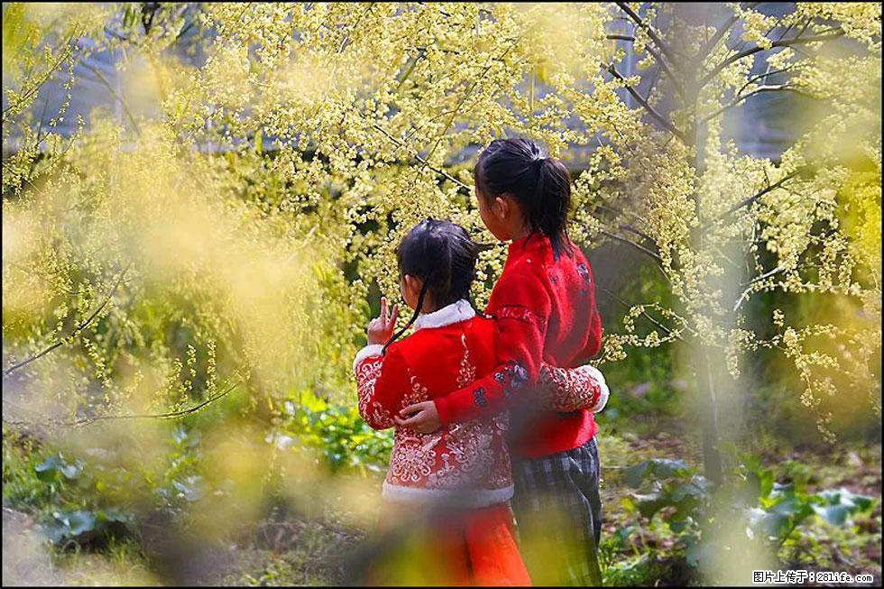 【春天，广西桂林灌阳县向您发出邀请！】米珠山前有片山苍子花在飘香 - 游山玩水 - 兴安盟生活社区 - 兴安盟28生活网 xam.28life.net