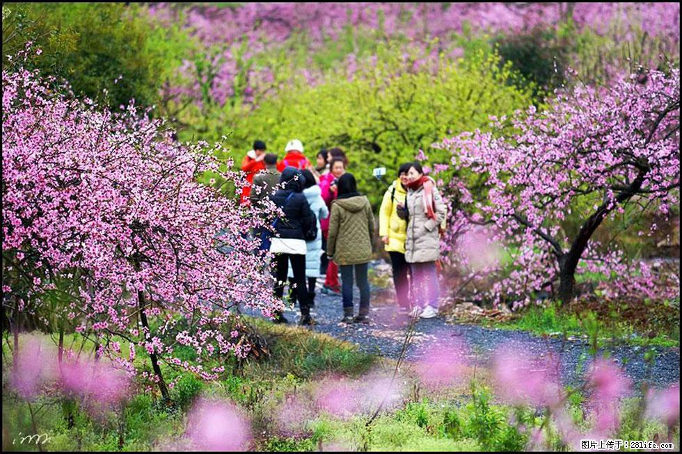 【春天，广西桂林灌阳县向您发出邀请！】官庄村有个醉美的桃花园 - 游山玩水 - 兴安盟生活社区 - 兴安盟28生活网 xam.28life.net