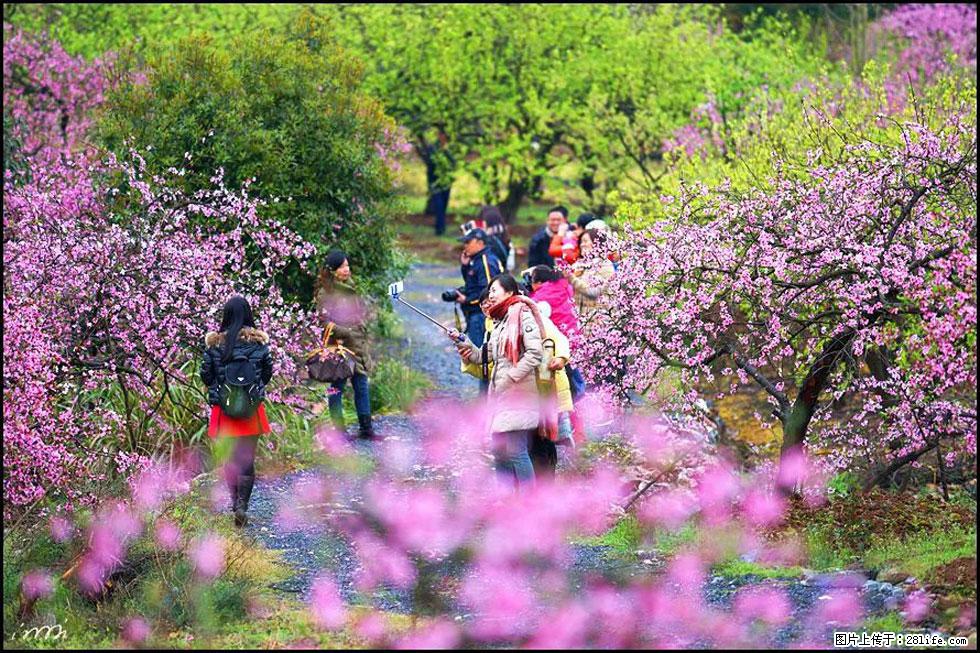 【春天，广西桂林灌阳县向您发出邀请！】官庄村有个醉美的桃花园 - 游山玩水 - 兴安盟生活社区 - 兴安盟28生活网 xam.28life.net