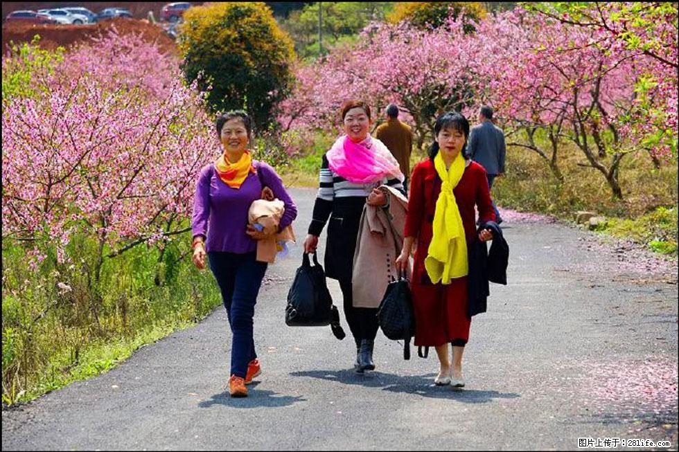 【春天，广西桂林灌阳县向您发出邀请！】官庄村有个醉美的桃花园 - 游山玩水 - 兴安盟生活社区 - 兴安盟28生活网 xam.28life.net