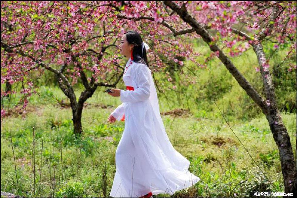 【春天，广西桂林灌阳县向您发出邀请！】官庄村有个醉美的桃花园 - 游山玩水 - 兴安盟生活社区 - 兴安盟28生活网 xam.28life.net