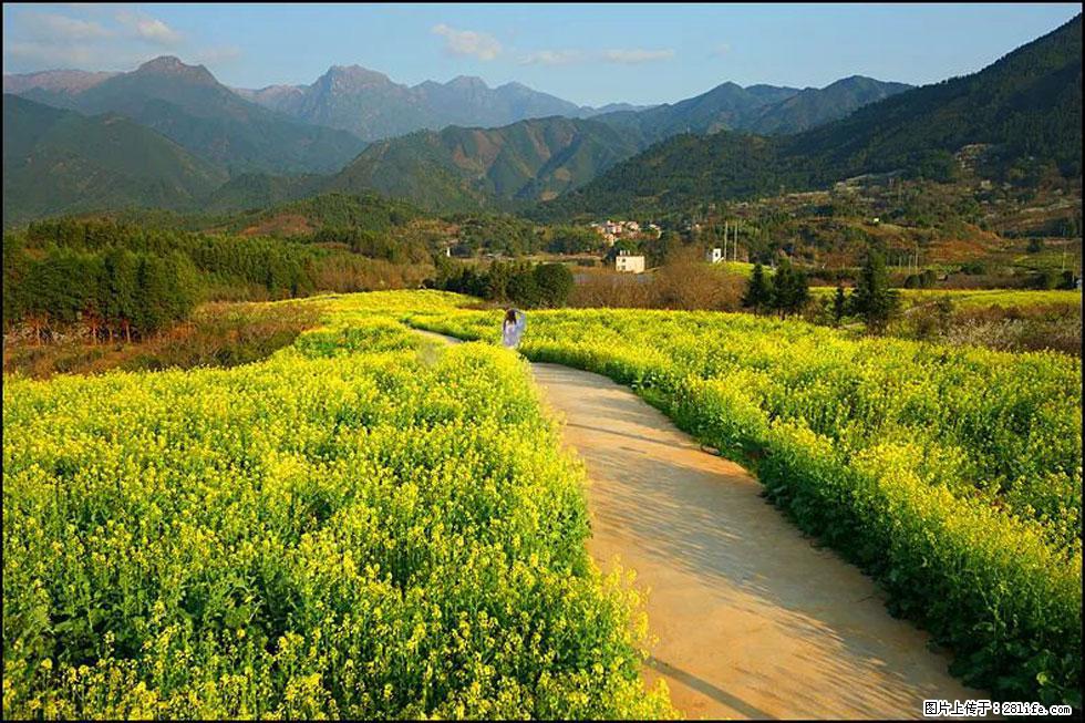 【春天，广西桂林灌阳县向您发出邀请！】长坪村油菜盛情花开 - 游山玩水 - 兴安盟生活社区 - 兴安盟28生活网 xam.28life.net