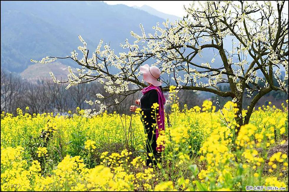 【春天，广西桂林灌阳县向您发出邀请！】长坪村油菜盛情花开 - 游山玩水 - 兴安盟生活社区 - 兴安盟28生活网 xam.28life.net