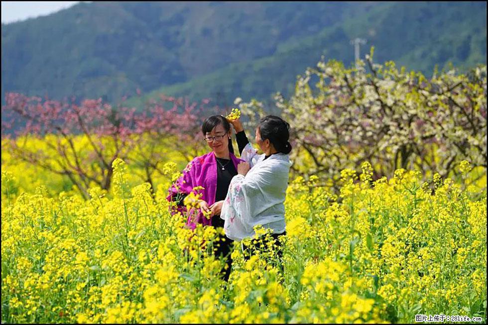 【春天，广西桂林灌阳县向您发出邀请！】长坪村油菜盛情花开 - 游山玩水 - 兴安盟生活社区 - 兴安盟28生活网 xam.28life.net