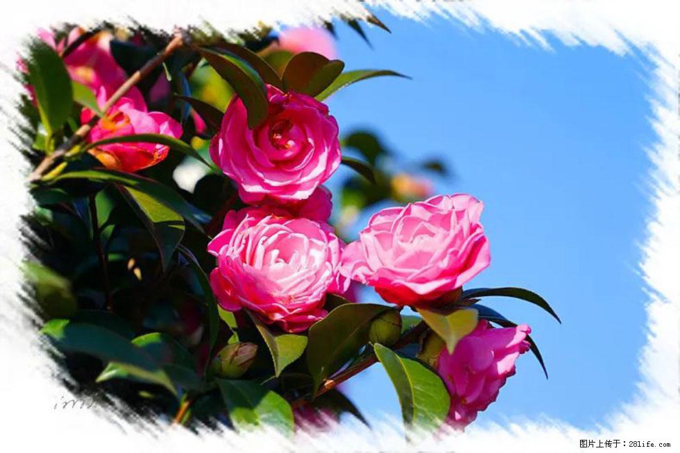 【春天，广西桂林灌阳县向您发出邀请！】杨柳井茶花惹人爱 - 游山玩水 - 兴安盟生活社区 - 兴安盟28生活网 xam.28life.net