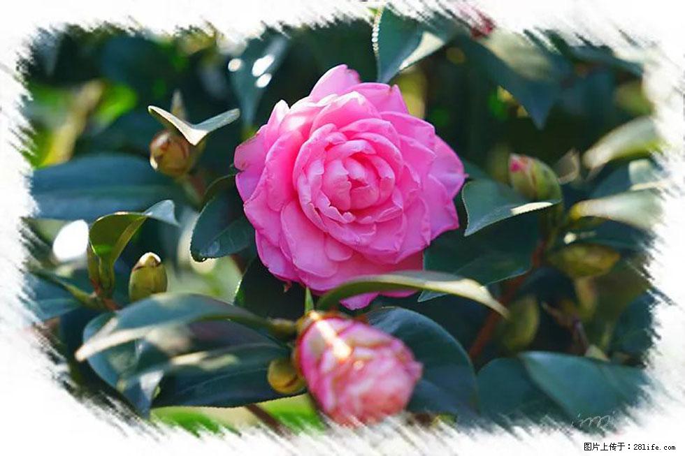 【春天，广西桂林灌阳县向您发出邀请！】杨柳井茶花惹人爱 - 游山玩水 - 兴安盟生活社区 - 兴安盟28生活网 xam.28life.net