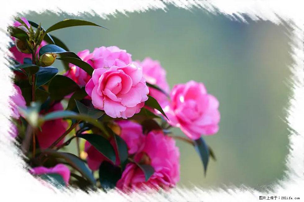 【春天，广西桂林灌阳县向您发出邀请！】杨柳井茶花惹人爱 - 游山玩水 - 兴安盟生活社区 - 兴安盟28生活网 xam.28life.net