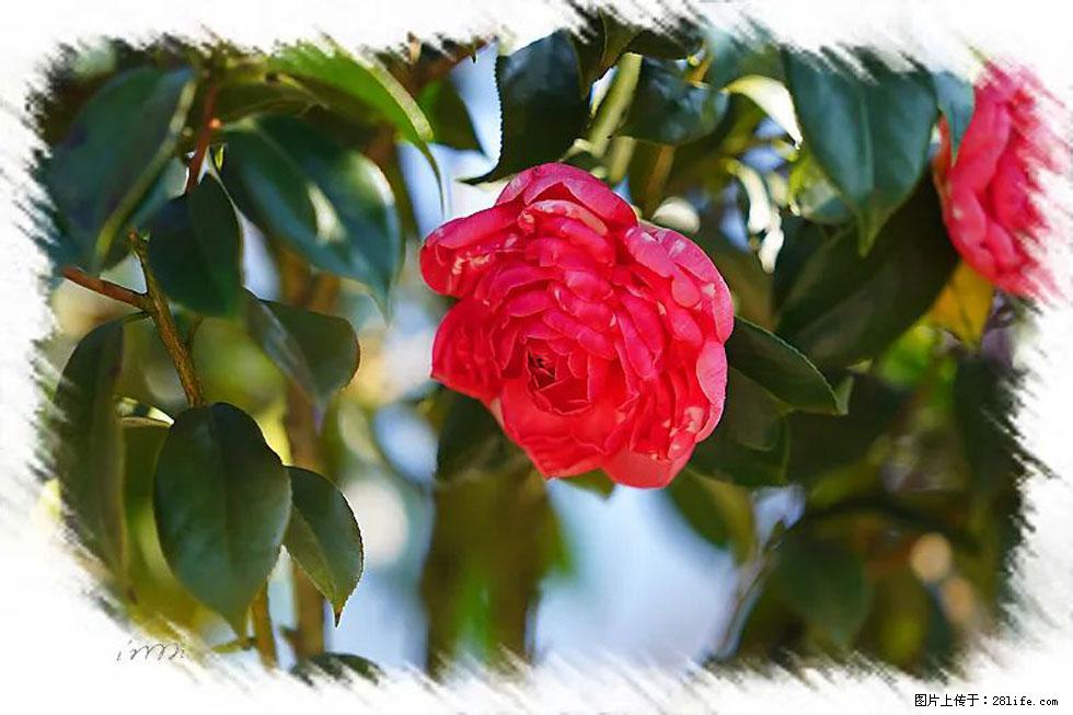 【春天，广西桂林灌阳县向您发出邀请！】杨柳井茶花惹人爱 - 游山玩水 - 兴安盟生活社区 - 兴安盟28生活网 xam.28life.net