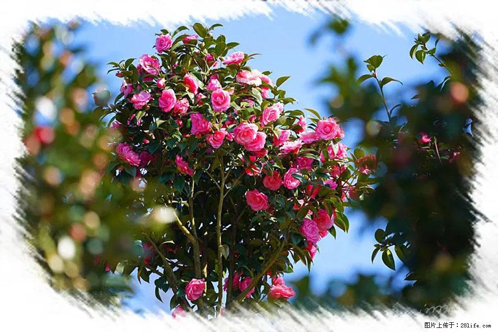 【春天，广西桂林灌阳县向您发出邀请！】杨柳井茶花惹人爱 - 游山玩水 - 兴安盟生活社区 - 兴安盟28生活网 xam.28life.net