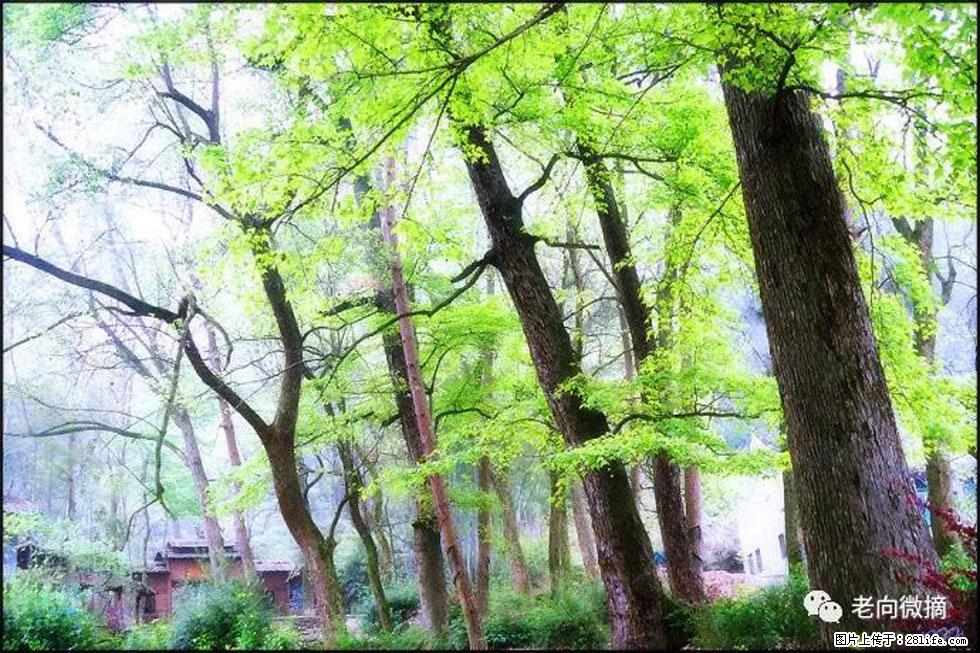 【春天，广西桂林灌阳县向您发出邀请！】在小龙村与春天约会 - 游山玩水 - 兴安盟生活社区 - 兴安盟28生活网 xam.28life.net