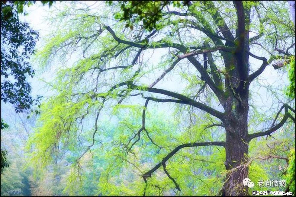 【春天，广西桂林灌阳县向您发出邀请！】在小龙村与春天约会 - 游山玩水 - 兴安盟生活社区 - 兴安盟28生活网 xam.28life.net