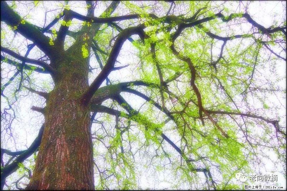 【春天，广西桂林灌阳县向您发出邀请！】在小龙村与春天约会 - 游山玩水 - 兴安盟生活社区 - 兴安盟28生活网 xam.28life.net