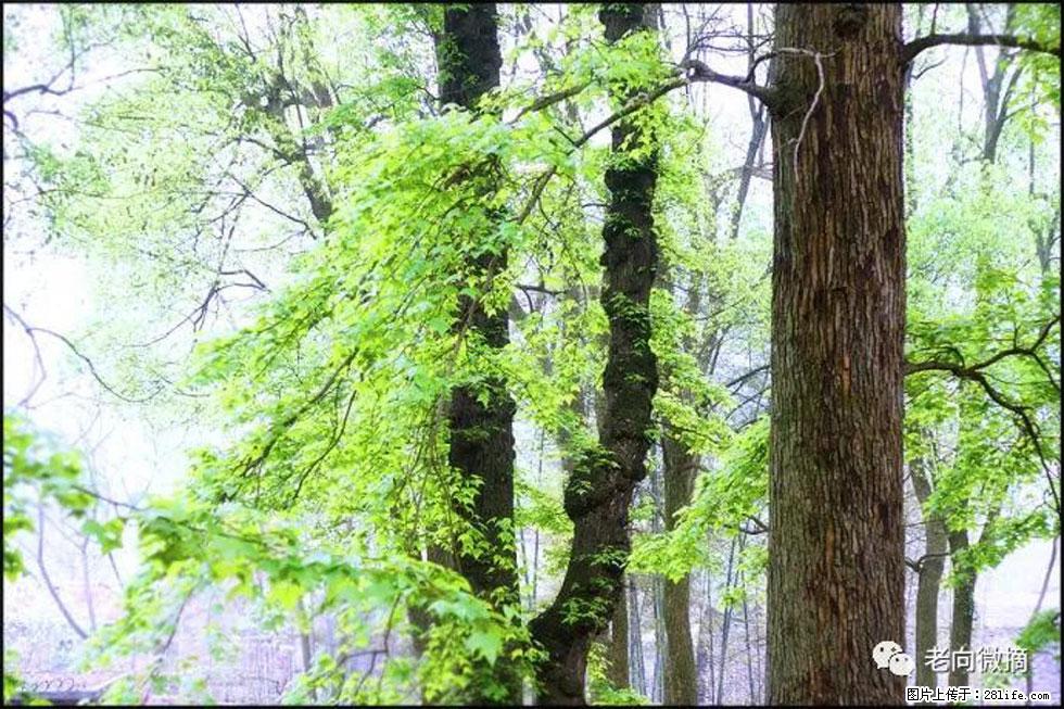 【春天，广西桂林灌阳县向您发出邀请！】在小龙村与春天约会 - 游山玩水 - 兴安盟生活社区 - 兴安盟28生活网 xam.28life.net