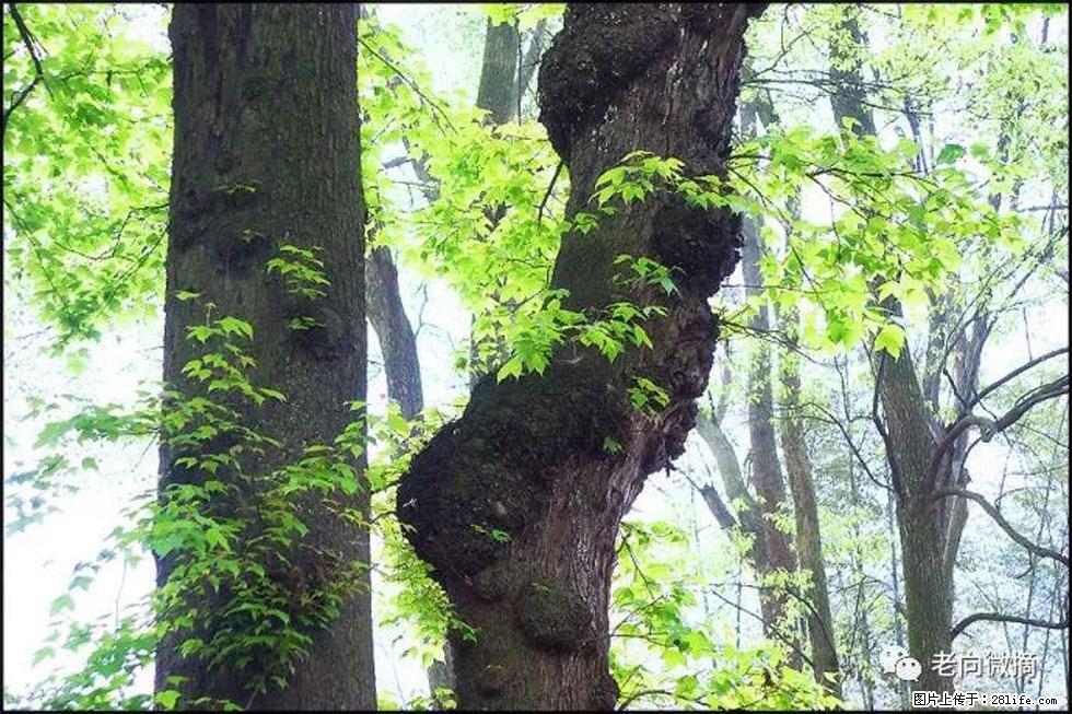 【春天，广西桂林灌阳县向您发出邀请！】在小龙村与春天约会 - 游山玩水 - 兴安盟生活社区 - 兴安盟28生活网 xam.28life.net