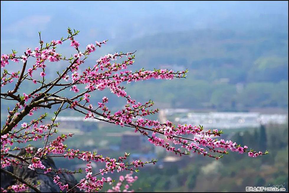 【春天，广西桂林灌阳县向您发出邀请！】望月岭上桃花开 - 游山玩水 - 兴安盟生活社区 - 兴安盟28生活网 xam.28life.net