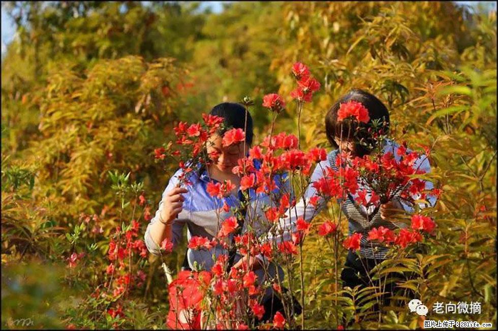 【春天，广西桂林灌阳县向您发出邀请！】登麒麟山，相约映山红 - 游山玩水 - 兴安盟生活社区 - 兴安盟28生活网 xam.28life.net