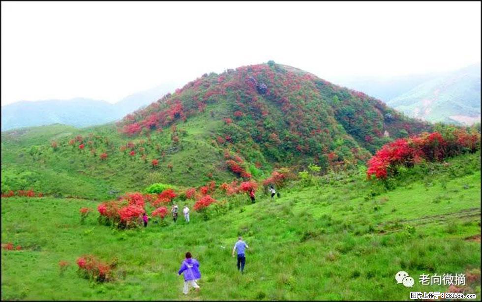【春天，广西桂林灌阳县向您发出邀请！】宝盖山上映山红 - 游山玩水 - 兴安盟生活社区 - 兴安盟28生活网 xam.28life.net