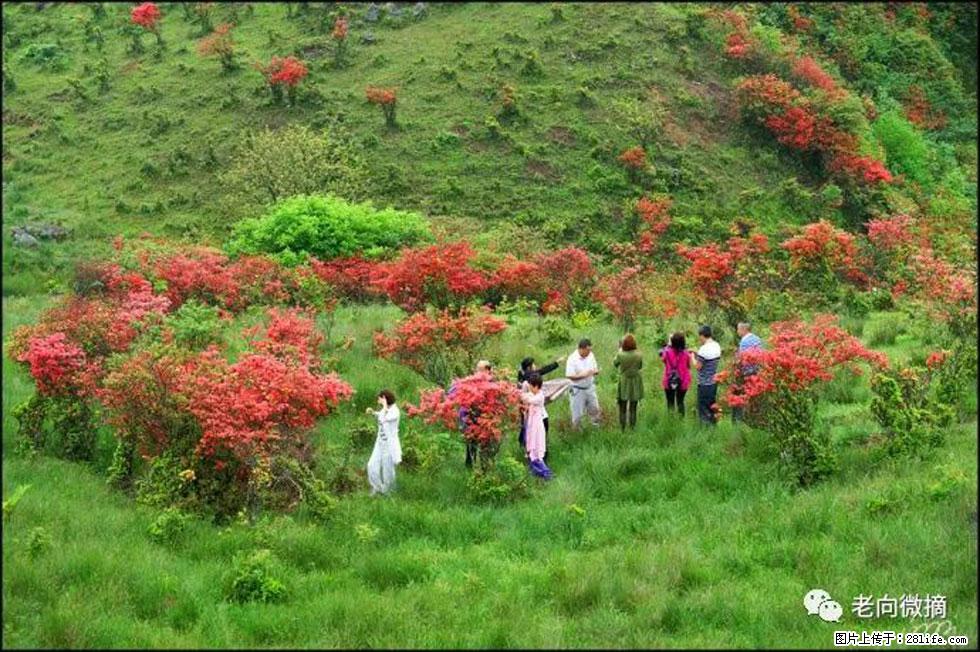 【春天，广西桂林灌阳县向您发出邀请！】宝盖山上映山红 - 游山玩水 - 兴安盟生活社区 - 兴安盟28生活网 xam.28life.net
