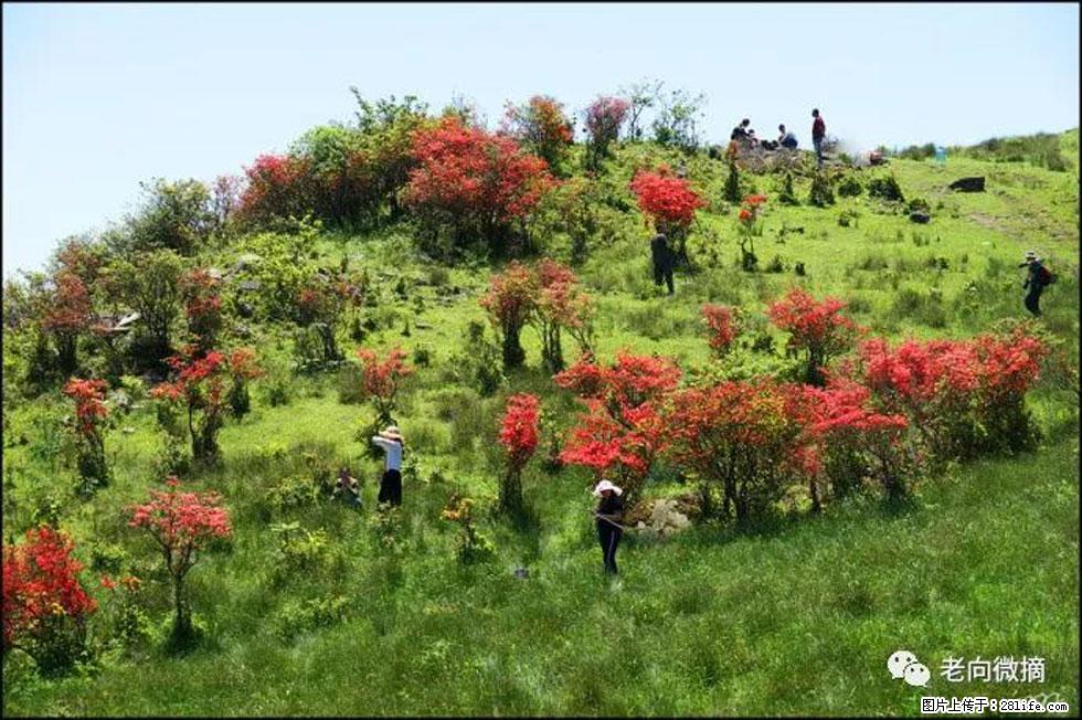 【春天，广西桂林灌阳县向您发出邀请！】宝盖山上映山红 - 游山玩水 - 兴安盟生活社区 - 兴安盟28生活网 xam.28life.net