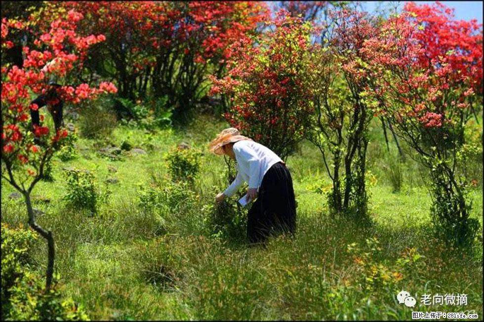 【春天，广西桂林灌阳县向您发出邀请！】宝盖山上映山红 - 游山玩水 - 兴安盟生活社区 - 兴安盟28生活网 xam.28life.net