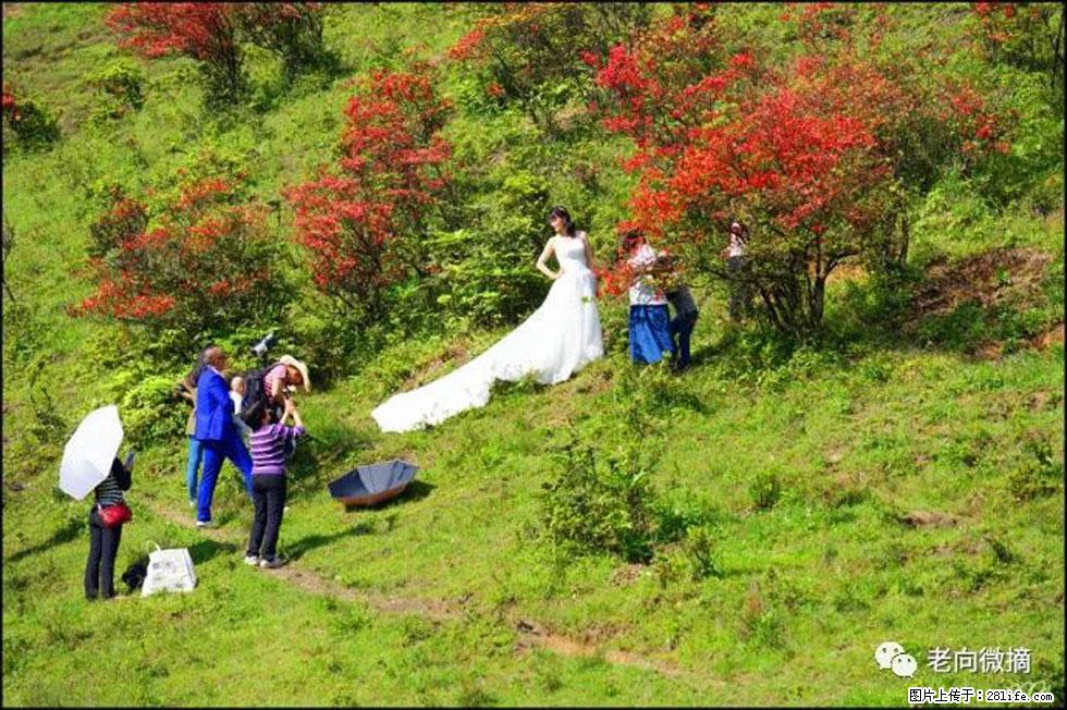 【春天，广西桂林灌阳县向您发出邀请！】宝盖山上映山红 - 游山玩水 - 兴安盟生活社区 - 兴安盟28生活网 xam.28life.net