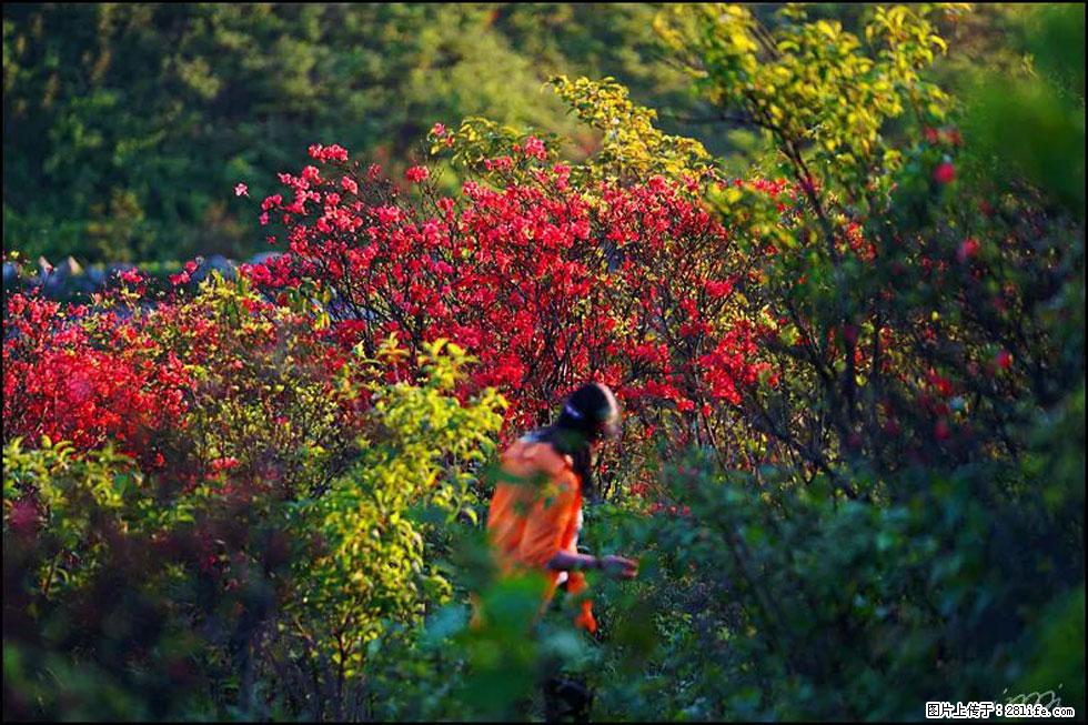 【春天，广西桂林灌阳县向您发出邀请！】春木界上映山红 - 游山玩水 - 兴安盟生活社区 - 兴安盟28生活网 xam.28life.net