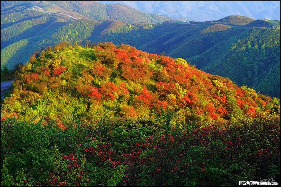 【春天，广西桂林灌阳县向您发出邀请！】春木界上映山红 - 游山玩水 - 兴安盟生活社区 - 兴安盟28生活网 xam.28life.net