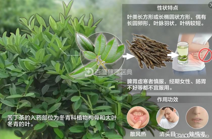 苦丁茶有哪些功效和作用 - 生活百科 - 兴安盟生活社区 - 兴安盟28生活网 xam.28life.net
