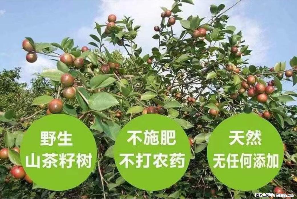 【灌阳县油茶产业示范区】一个有着充实的精神生活的人,对待身外之物自会有一种淡泊的态度 - 美食天地 - 兴安盟生活社区 - 兴安盟28生活网 xam.28life.net