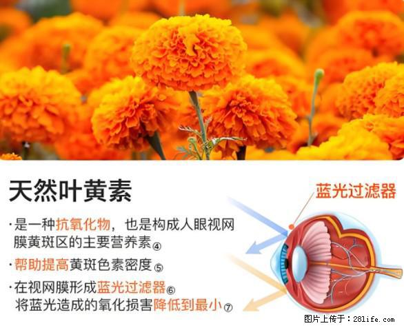 叶黄素有什么功效和作用 - 生活百科 - 兴安盟生活社区 - 兴安盟28生活网 xam.28life.net