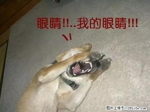 笑癫了！一女的怀孕三年未生，他终于忍不住了... - 娱乐八卦 - 兴安盟生活社区 - 兴安盟28生活网 xam.28life.net