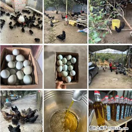 油茶园从小鸡仔开始养起的纯土鸡、土鸡蛋可以预定啦！还有前几天刚榨的纯山茶油哦 - 土特产 - 饮食特产 - 兴安盟分类信息 - 兴安盟28生活网 xam.28life.net