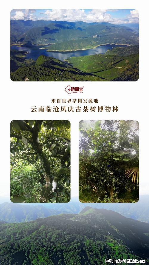 时间果百年古树2025年春红茶 - 购物交流 - 兴安盟生活社区 - 兴安盟28生活网 xam.28life.net