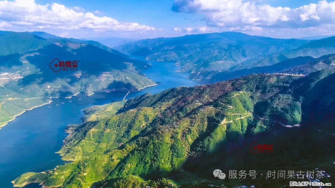 时间果百年古树龙珠普洱生茶 - 购物交流 - 兴安盟生活社区 - 兴安盟28生活网 xam.28life.net