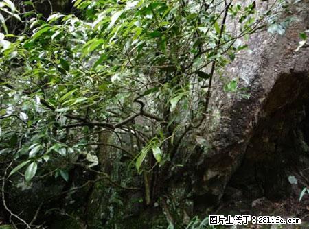 平乐石崖茶，珍贵仅次于金花茶 - 兴安盟生活资讯 - 兴安盟28生活网 xam.28life.net