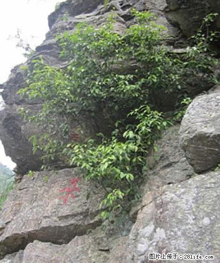 平乐石崖茶，珍贵仅次于金花茶 - 兴安盟生活资讯 - 兴安盟28生活网 xam.28life.net