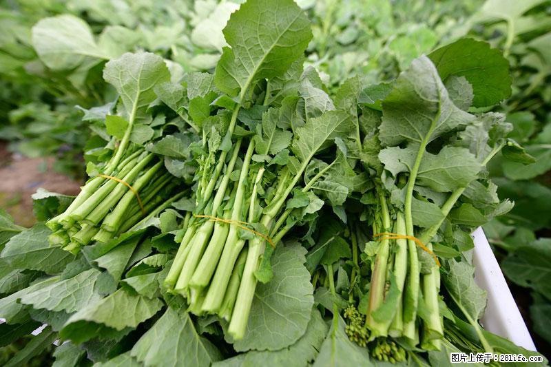 这些蔬菜是“天然钙片”，这6种被医生重点推荐 - 兴安盟生活资讯 - 兴安盟28生活网 xam.28life.net
